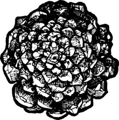 The image of a pine cone made using the hatching technique.