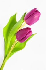 Tulpen