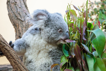 A koala bear eating and enjoying his eucalyptus