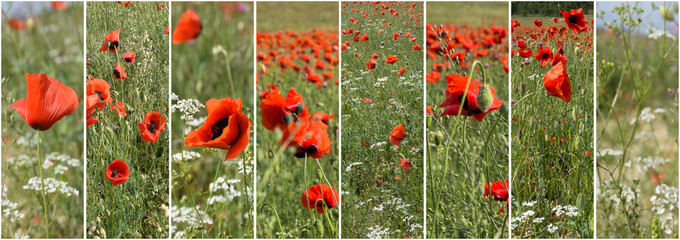 Collage of photos of poppies 8 pieces in one line with separator