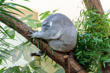 Cute koala bear resting and sleeping on a tree