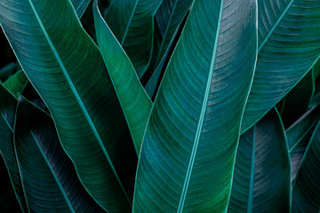 Obraz premium green leaf texture, dark green foliage nature background, tropical leaf