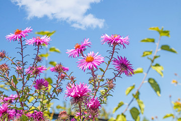 Bright autumn september flowers on sky background