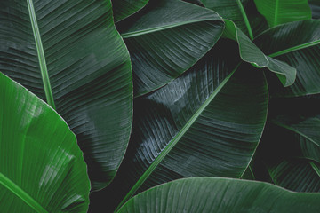Obraz na płótnie Canvas tropical banana leaf texture in garden, abstract green leaf, large palm foliage nature dark green background