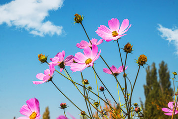 Bright cosmea flowers against the sky