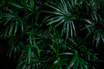 Naklejka na ściany i meble abstract green leaf texture, nature pattern background, tropical leaf