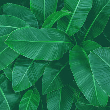 Tropical Banana Leaf Texture In Garden, Abstract Green Leaf, Large Palm Foliage Nature Dark Green Background