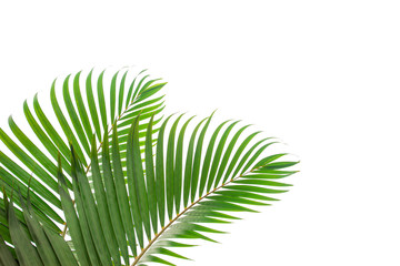 tropical coconut leaf isolated on white background, summer background