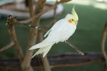 cute white parrot at the nature