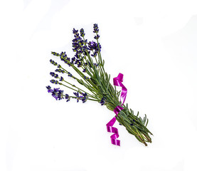 Bouquet of lavender plants on a white background