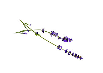 A sprig of lavender plants on a white background