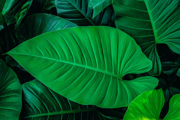 Obraz premium tropical leaves, abstract green leaves pattern texture, nature background