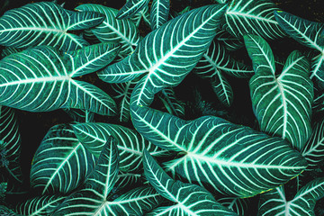 Fototapeta na wymiar tropical leaves, abstract green leaves pattern texture, nature background