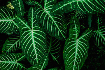 Naklejka na ściany i meble tropical leaves, abstract green leaves pattern texture, nature background