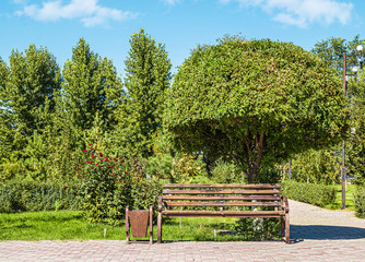 Old bench in the park in green thickets