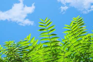 Bright green leaves of a tree against the sky with clouds