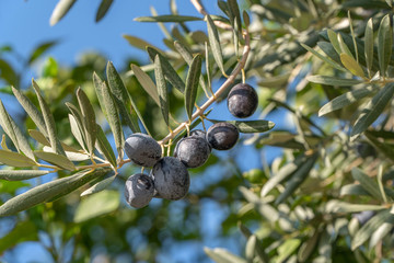 Green Olives Tree