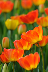 orange-rote Tulpen