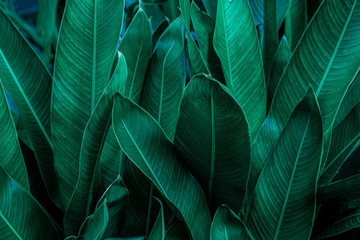 green leaf texture, dark green foliage nature background, tropical leaf