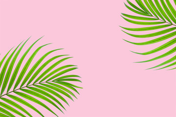 Natural palm leaf on pastel pink background, nature background