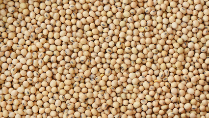 close up of soybeans for background
