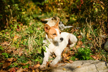 Happy and active white and brown dog outdoors in the grass.
