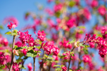 un arbre avec des fleurs rose au printemps