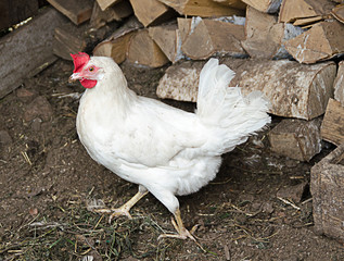 Portrait of a White Chicken