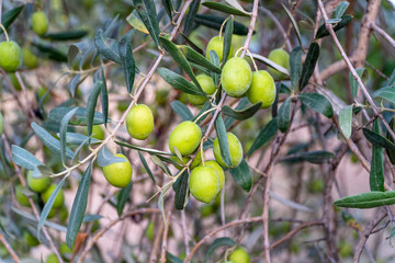 Green Olives Tree
