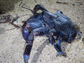 石垣島の野生のヤシガニ / Wild coconut crabs in Ishigaki Island