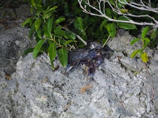 石垣島の野生のヤシガニ / Wild coconut crabs in Ishigaki Island