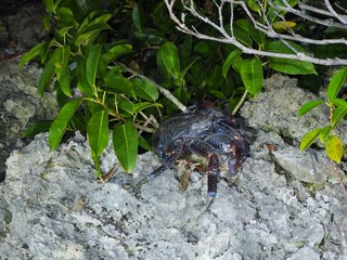 石垣島の野生のヤシガニ / Wild coconut crabs in Ishigaki Island