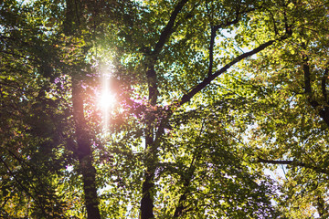 Sunlight rays are going through tree crowns.