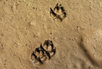 dog footprints in the mud