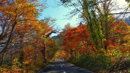 紅葉する十和田湖への道