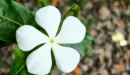 white flowers in garden