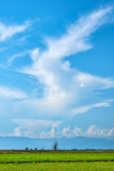 pola ryżowe w okolicy Vercelli, Italia