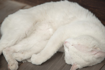 丸くなって眠る真っ白な猫