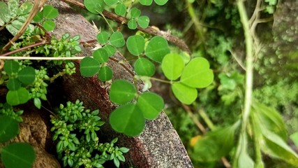 ivy on the wall