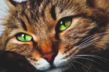 Have motley fluffy cats beautiful green eyes