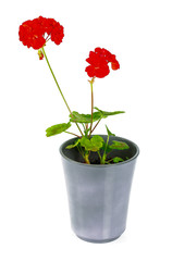 orange geranium isolated on white background