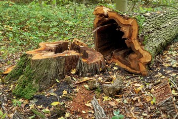 Felled tree with a hollow trunk. Sick tree in the forest.