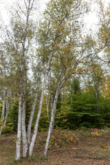 Group of birches in autumn forest