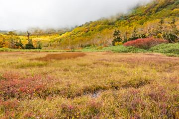 Obraz premium Tsugaike nature park at nagono, otari village