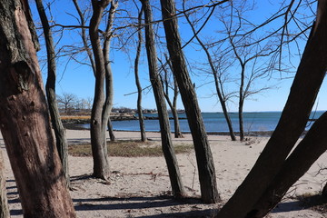 Trees on beach in winter with no foliage