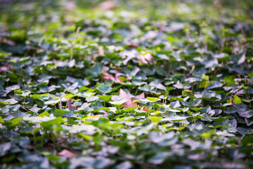 flowers in the garden