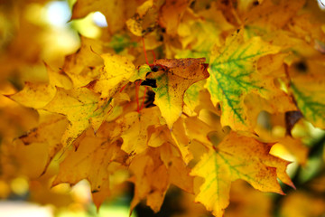 Herbst, gold gelb gefärbte Blätter