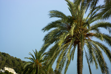 Fototapeta na wymiar Palms trees in Mallorca on sunny weather day