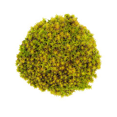Green moss isolated top view. Silvergreen bryum moss