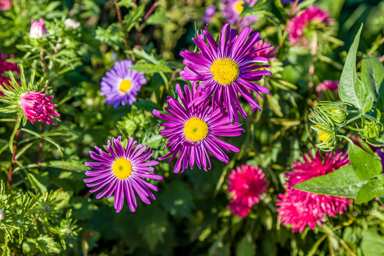Bright aster flowers on the flowerbed as a background for design